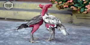 Gà Đá Đòn Độc